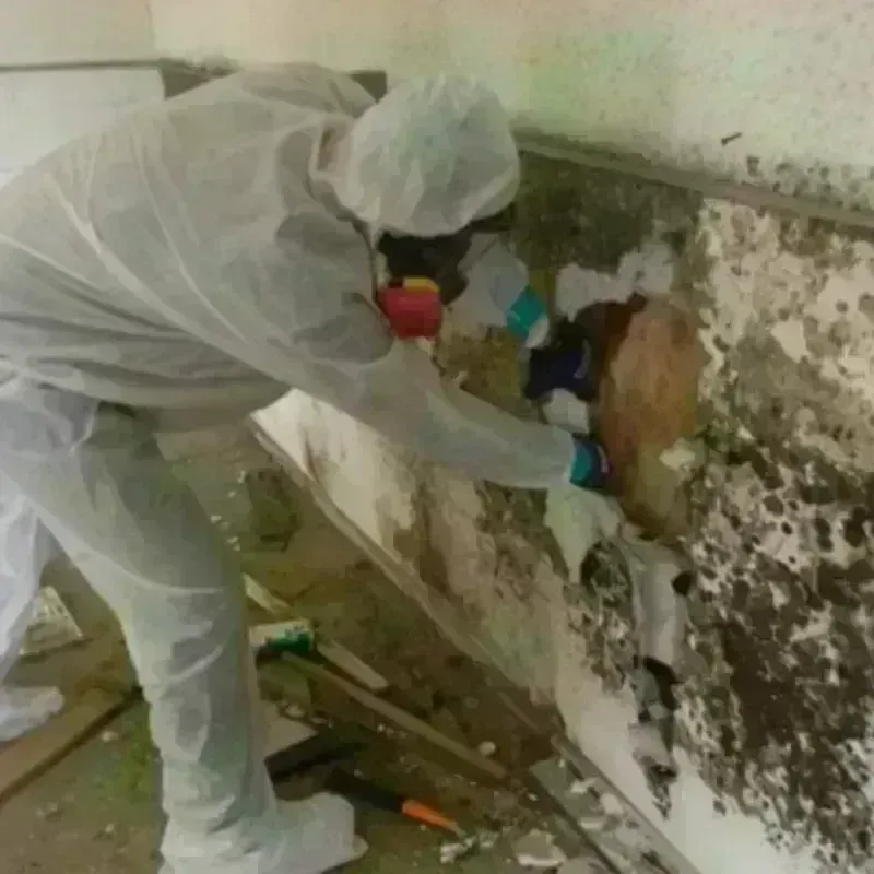 Mold Remediation and Removal in Stanley, ND